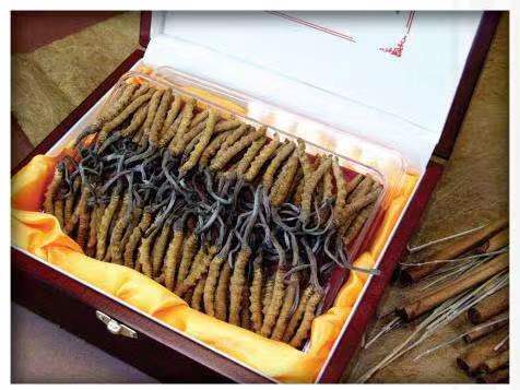 雨城冬虫夏草回收